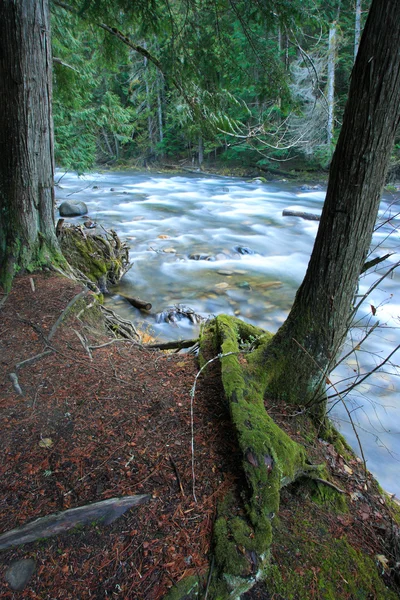 Swift Moving River Rushes Lush Green Forest Northeast Washington State — Stock Photo, Image