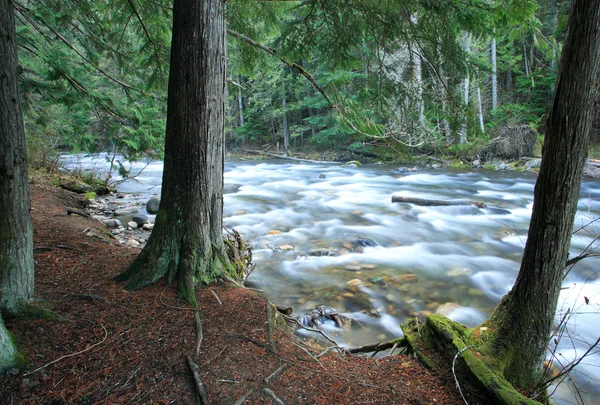 Rychle Pohybující Řeka Svěže Zeleného Lesa Severovýchodní Části Státu Washington — Stock fotografie
