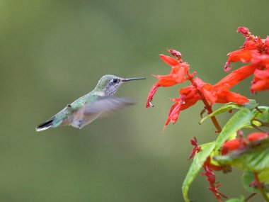 Hummingbird feeds on a flower. clipart