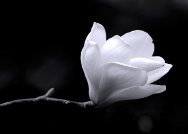 A black and white fine art portrait of the flower from a magnolia tree. clipart