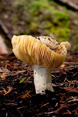 russula mantarı.