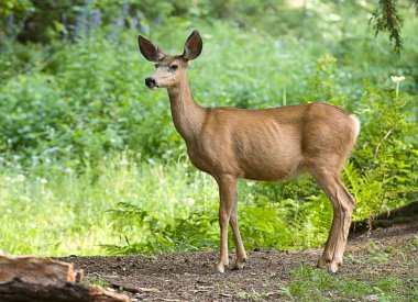 A side view of a whitetail deer in the forest. clipart