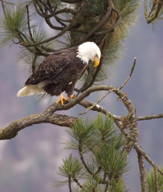 A perched bald eagle. clipart