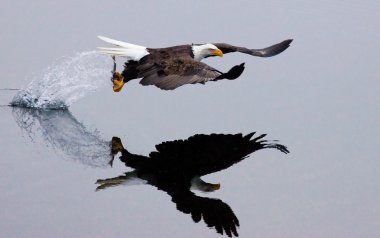 A bald eagle flies off after making the catch. clipart