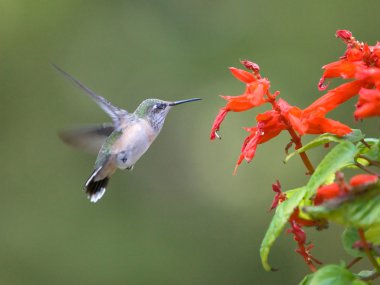 A hummingbird is captured flapping its wings. clipart