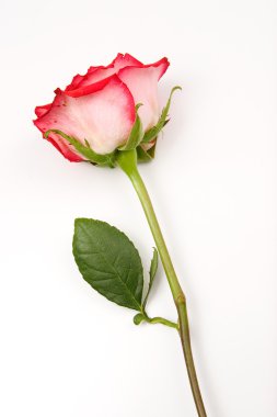 Rose with stem on white background. clipart