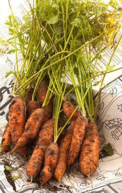 Freshly picked carrots from the garden still partly covered with dirt. clipart