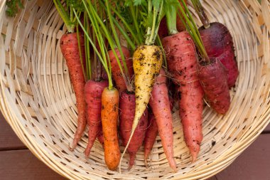 A bunch of multi colored organic carrots in a basket. clipart