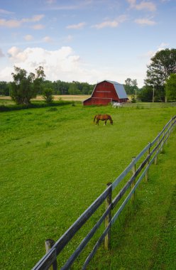 A horse eats grass in the barnyard. clipart