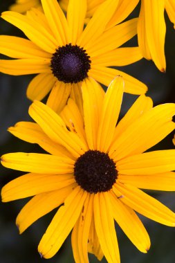 Black eyed susans. clipart