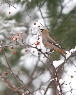 A cedar waxwing perched in a snowy tree. clipart