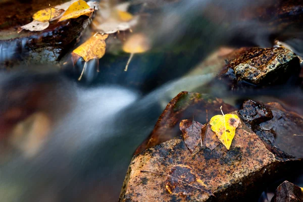 Yellow Fallen Leaves Fast Moving Mountain Stream — Stock Photo, Image
