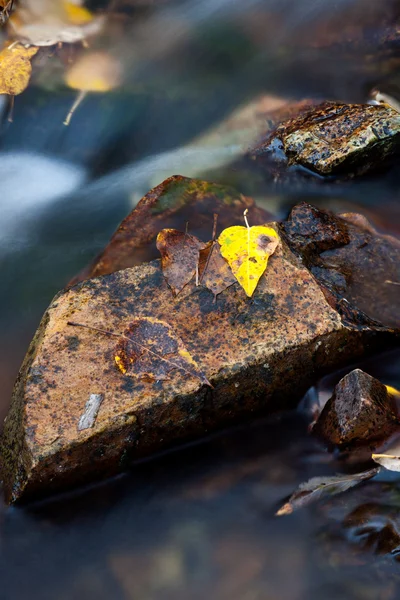 Yellow Fallen Leaves Fast Moving Mountain Stream — Stock Photo, Image