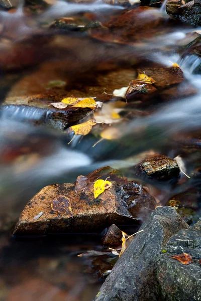 Leaves in a river. — Stock Photo, Image