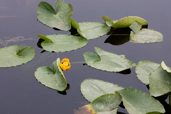 Stulík žlutý na klidné jezero. — Stock fotografie