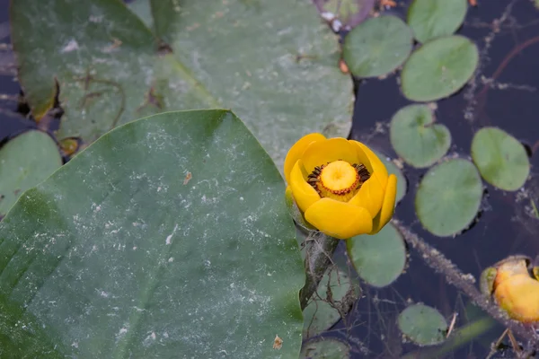 Одна Желтая Водяная Лилия Окружении Зеленых Лилий — стоковое фото