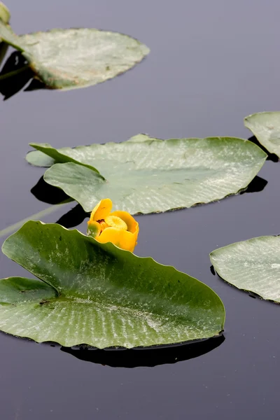 Een Geel Water Lily Stilstaand Water — Stockfoto