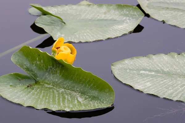 Желтая водяная лилия . — стоковое фото