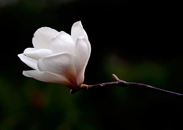 Zbliżenie kwiatu magnolii. — Zdjęcie stockowe