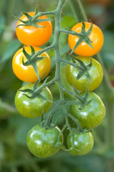 stock image Tomatoes share a vine.