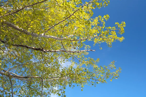 Желтые листья и голубое небо. — стоковое фото