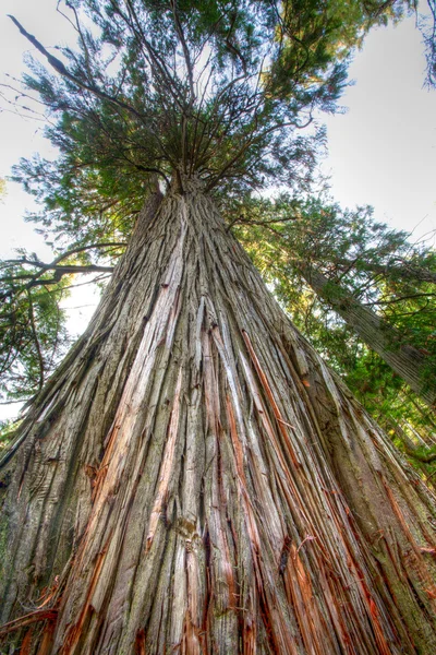Eski Büyüme Çam Ağacı Yukarıya Doğru Gökyüzüne Doğru Yükselen — Stok fotoğraf