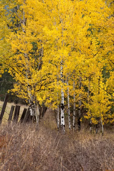 Gele Bladeren Herfst Witte Aspen Bomen — Stockfoto