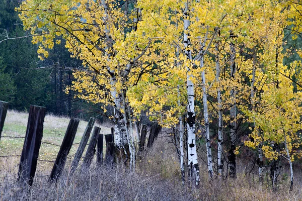 Осенние листья. — стоковое фото