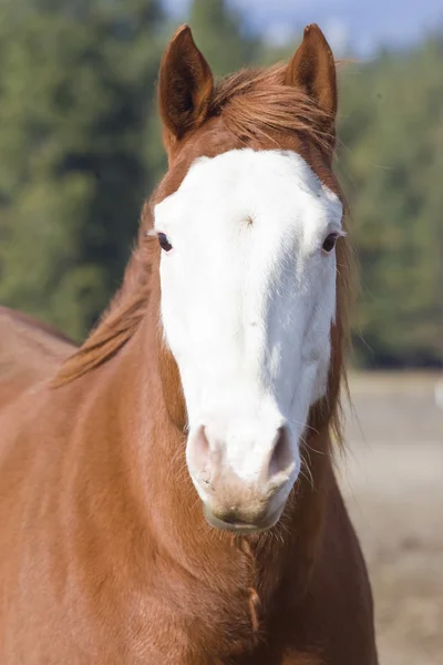 Framifrån Häst Med Ett Vitt Ansikte Ett Fält — Stockfoto