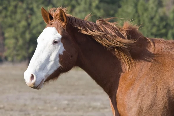 Sidovy av en häst. — Stockfoto