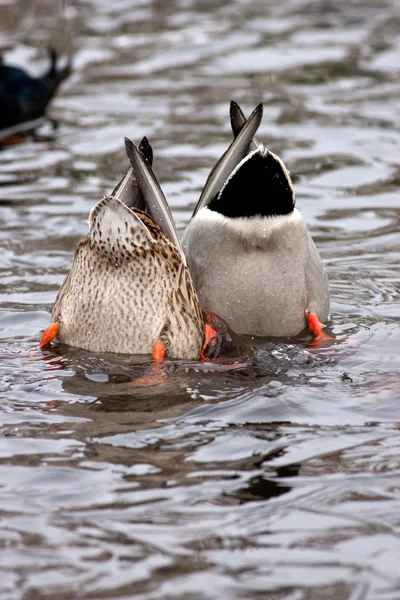 Two Mallard Ducks Diving Water Search Food — Stock Photo, Image