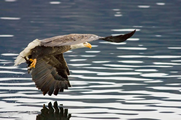 Bald Eagle Flies Catching Fish — Stock Photo, Image