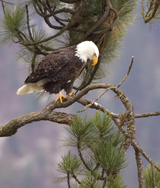 A perched bald eagle. — Stock Photo, Image