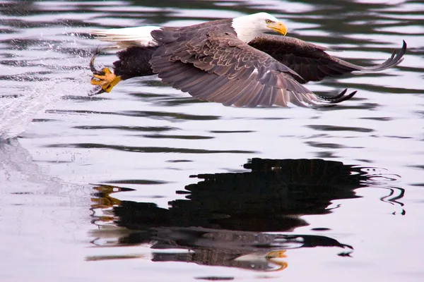 Un águila calva vuela después de atrapar un pez . — Foto de Stock