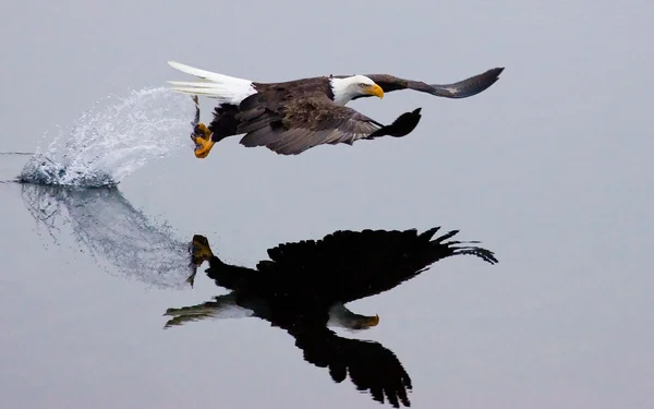 Bald Eagle Flies Making Catch — Stock Photo, Image