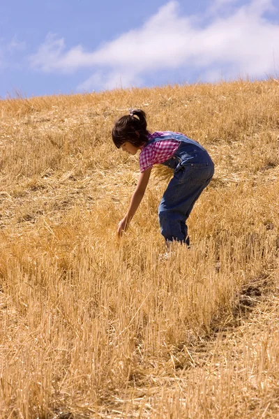 Alla ricerca di steli di grano avanzi — Foto Stock