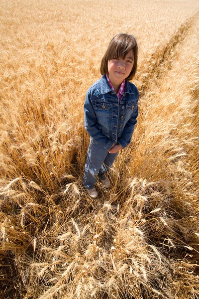 stock image Searching for leftover wheat stalks