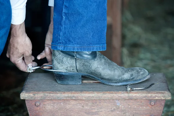 Putting on spurs. — Stock Photo, Image