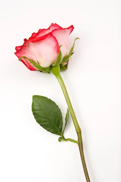 Rose avec tige sur fond blanc . — Photo