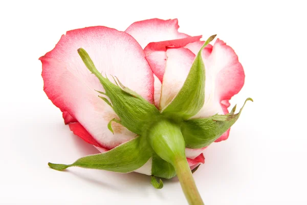 Nahaufnahme einer einzelnen Rose. — Stockfoto
