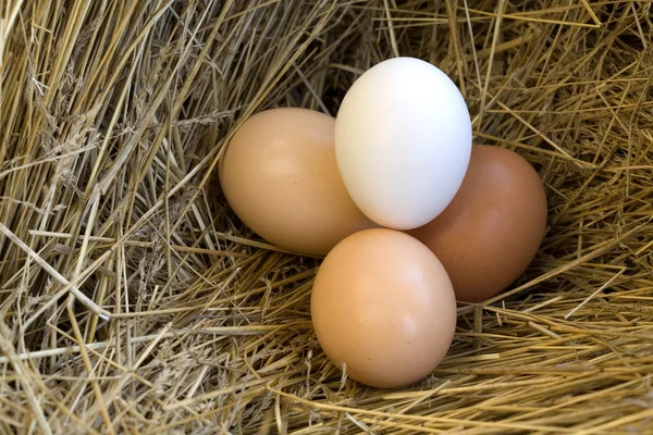 Small Group Eggs Nest Hay — Stock Photo, Image