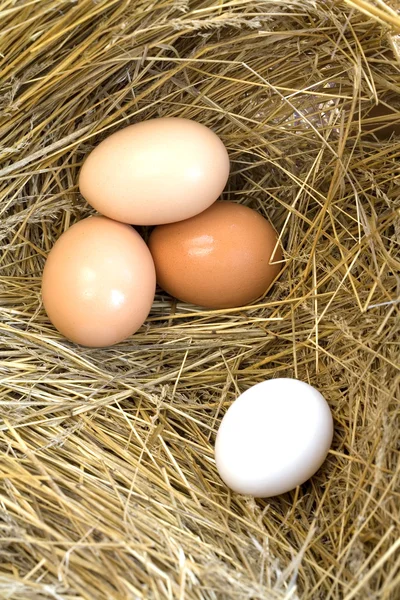Gescheiden bruin eieren. — Stockfoto
