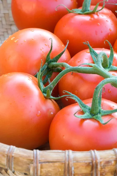 Tomater på en vinranka. — Stockfoto