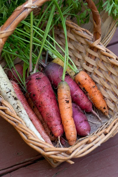 Bunch Multi Colored Organic Carrots Basket — Stock Photo, Image