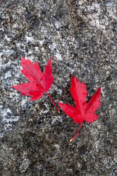Red maple leafs on a rock.