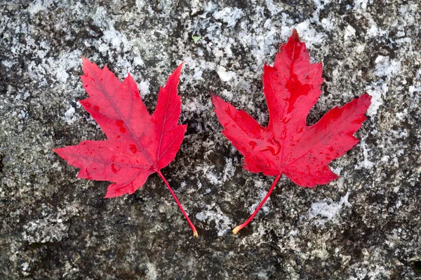 stock image Two red maple leaves against a rock surface.