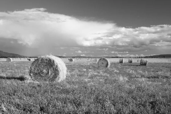 Image Large Bundles Hay Field — Stock Photo, Image