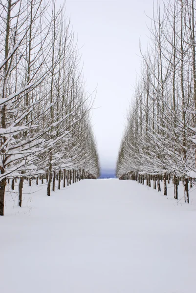 Reihen Schneebedeckter Bäume Auf Einem Feld — Stockfoto