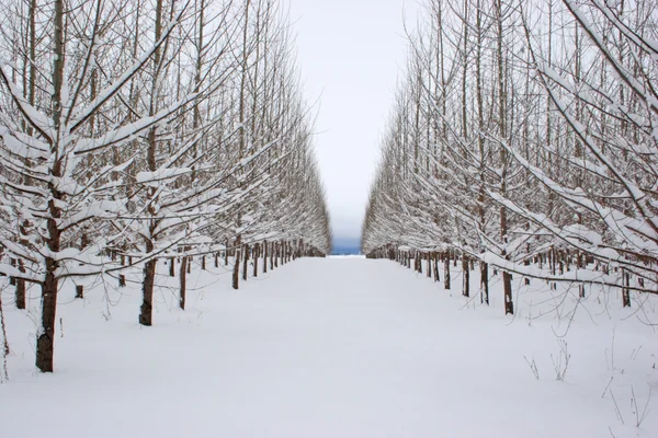 Snöiga orchard. — Stockfoto
