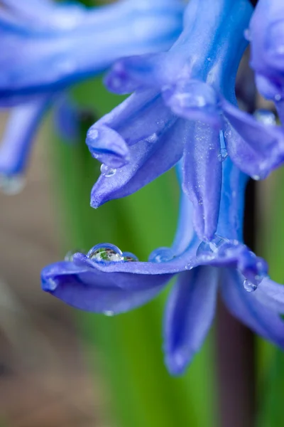 Een Zijaanzicht Van Een Hyacint Bloem Met Water Druppels Het — Stockfoto